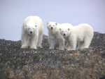 Mother polar bear and her cubs